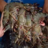 Jumbo Black Tiger Prawns (1kg)