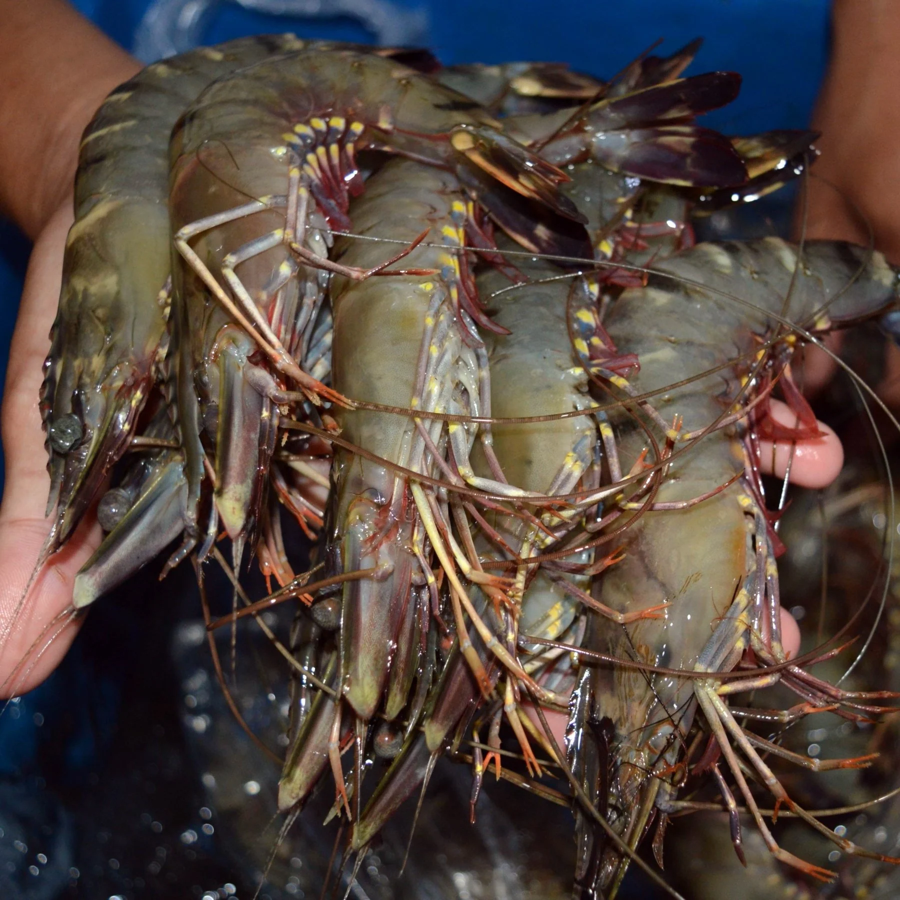 jumbo-black-tiger-prawns-1.webp